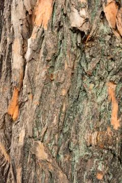 Texture wood tree bark Stock Photos