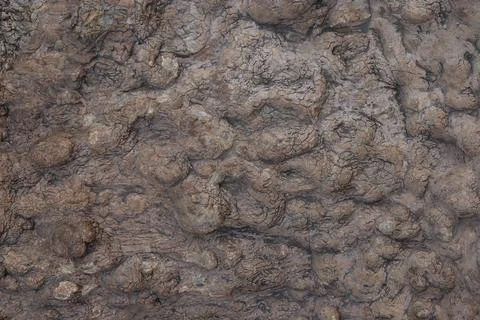 Texture of wood, tree bark. Stock Photos