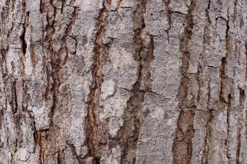 Texture of the wood tree Stock Photos