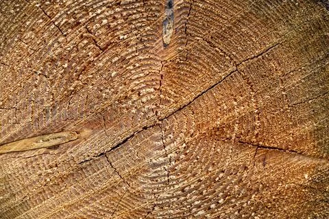 Texture of wood, tree trunk background Stock Photos