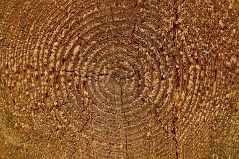 Texture of wood, tree trunk background Stock Photos