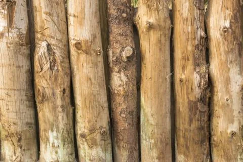 Texture of a wood wall. Stock Photos