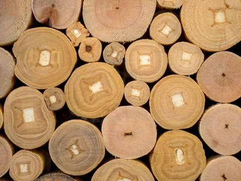 Texture of wooden log section Stock Photos