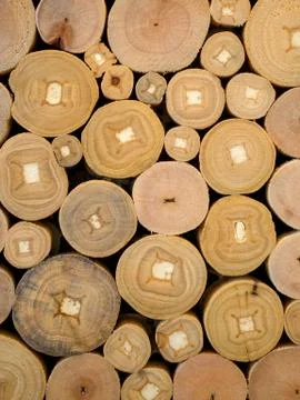 Texture of wooden log section Stock Photos