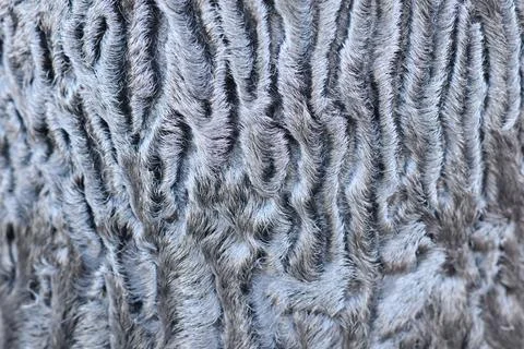 The texture of the wool is made of short gray hair, from which the hat is made Stock Photos