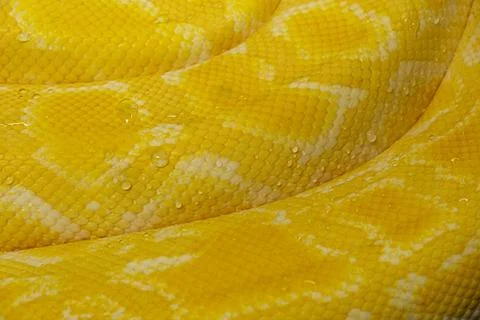 Texture of yellow albino burmese python skin with water droplets close-up Stock Photos