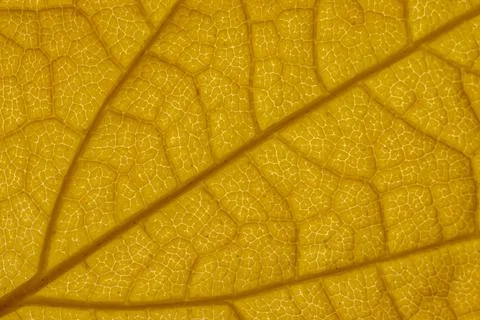 Texture of yellow autumn leaf. Macro close-up shot Foto stock
