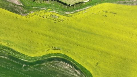  texture as yellow of canola field background Stock Footage 231960807