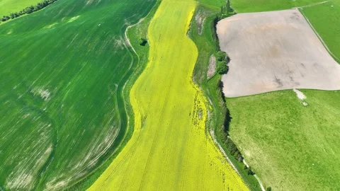  The texture as yellow of canola field background Stock Footage 231960819