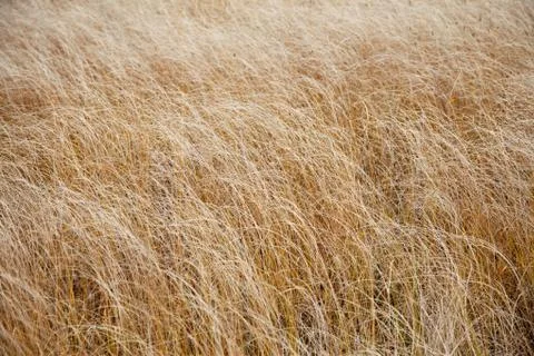 Texture yellow grass Stock Photos