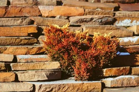 Texture of the yellow grass Stock Photos