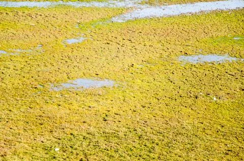 Texture of yellow grass Stock Photos