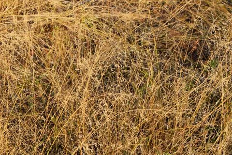 Texture of yellow grass top view Stock Photos