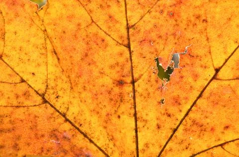 Texture of a yellow leaf, close-up. Abstract background of nature. Macro Stock Photos