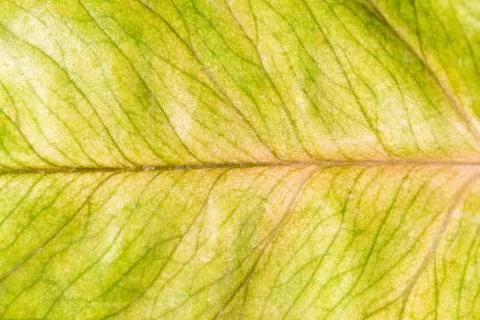 Texture of yellow leaf Stock Photos