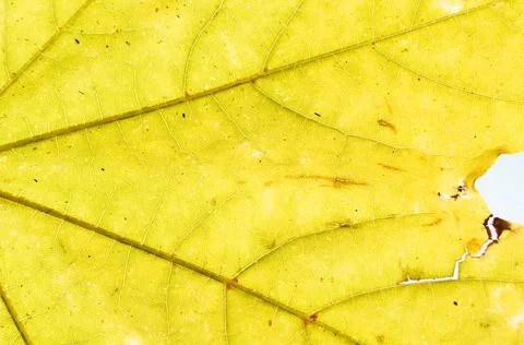 The texture of a yellow maple leaf in the light. Foto stock