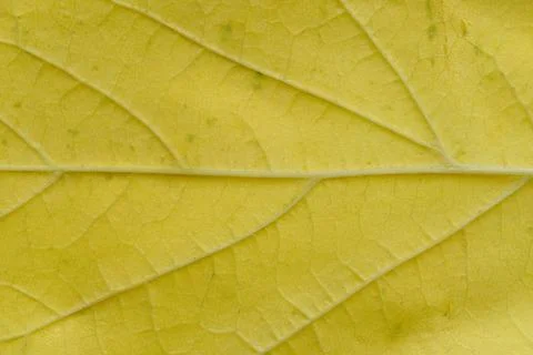 Texture yellow maple leaf in macro photograph. Stock Photos