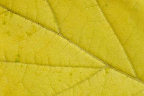 Texture yellow maple leaf in macro photograph. 写真素材