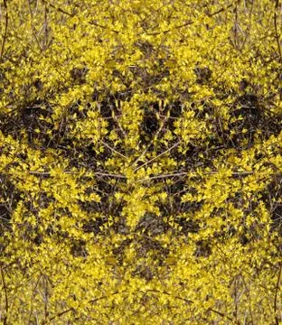 Texture of yellow spring flowers Stock Photos