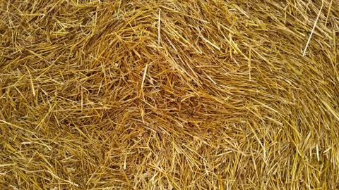 Texture of yellow straw twisted into a roll. Summer texture Stock Photos