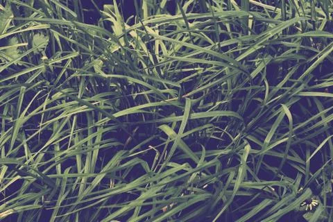 Texture of young grass in Park background Stock Photos