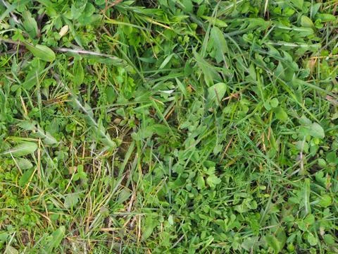 The texture of the young grass. quick leaves grass weeds. Green foliage. The  Stock Photos