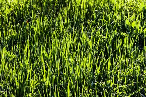 Texture of young green grass in spring morning, covered with drops of dew o.. Stock Photos