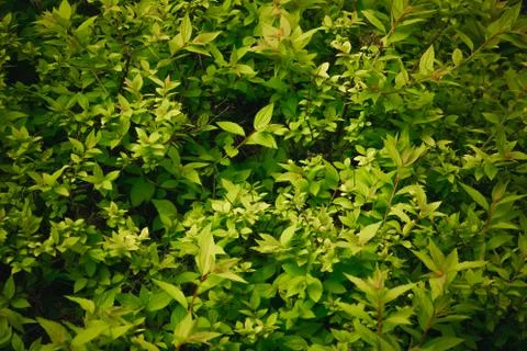 Texture of a young shrub Stock-Fotos