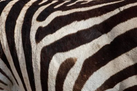 Texture of the zebra skin for background Stock Photos