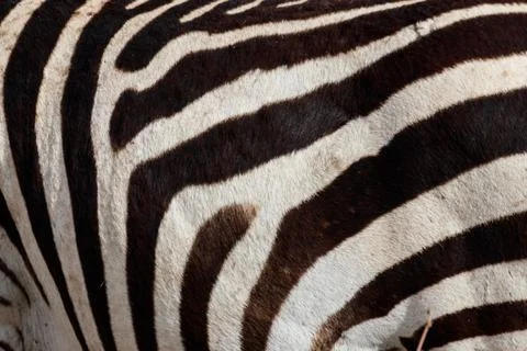 Texture of the zebra skin for background Fotos Stock
