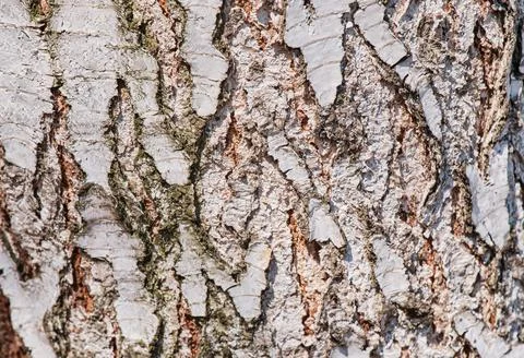 Textured abstract tree background with grain of old weathered birch close up Stock Photos