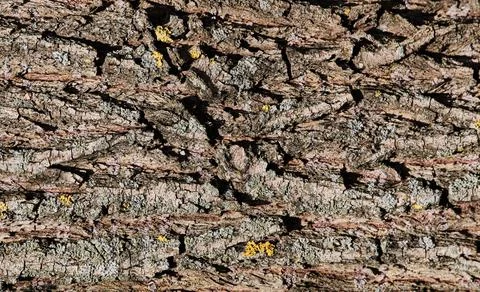 Textured abstract wood background with grain of old weathered closeup, with y Stock Photos