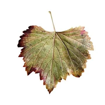 Textured Autumn Grape Leaf with Red and Green Tones 스톡 사진