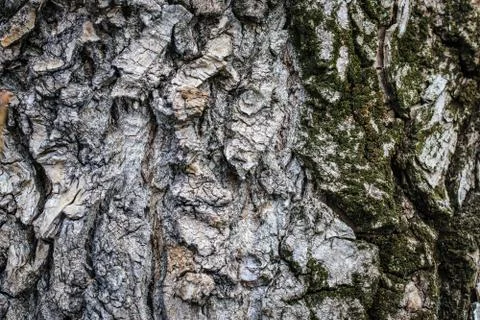 Textured background bark with moss Stock Photos
