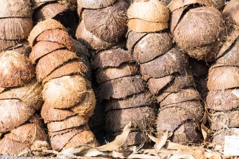 Textured background of brown coconuts , Pile of discarded coconut husks in Th Stock Photos