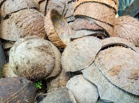 Textured background of brown coconuts in soft-focus in the background Stock Photos
