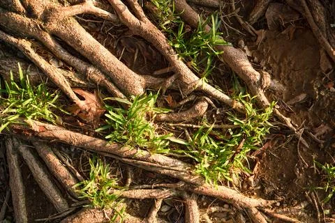 Textured background of brown exotic tree roots and green grass Foto stock