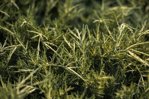 Textured background from coniferous branches. Tree leaves seamless texture. Stock Photos