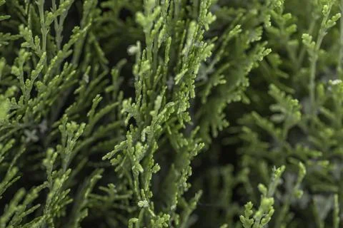 Textured background from coniferous branches. Tree leaves seamless texture. Stock Photos