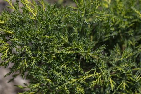 Textured background from coniferous branches. Tree leaves seamless texture. Stock Photos