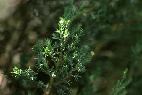 Textured background from coniferous branches. Tree leaves seamless texture. Stock Photos