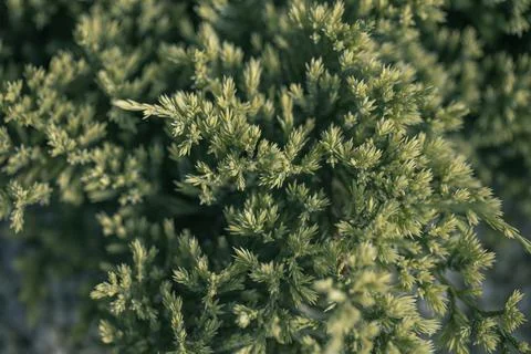 Textured background from coniferous branches. Tree leaves seamless texture. Stock Photos