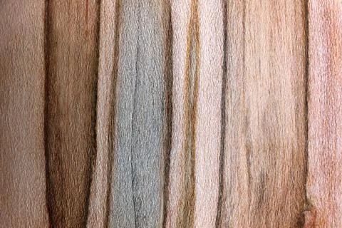 Textured Background of Dark and Light Striped Ambrosia Maple Wood Stock Photos