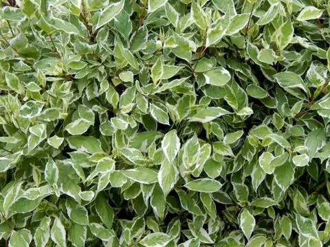 Textured background from a decorative bush leaf close up Stock Photos