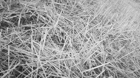Textured Background of Dry Wheat Straw 스톡 사진