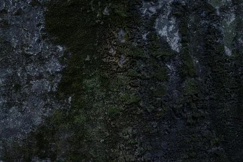 Textured background in the form of an old wall covered with moss Foto stock