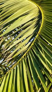 Textured background of green palm leaf, vertical Foto stock