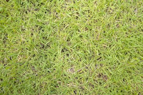 The textured background of the lawn Foto stock