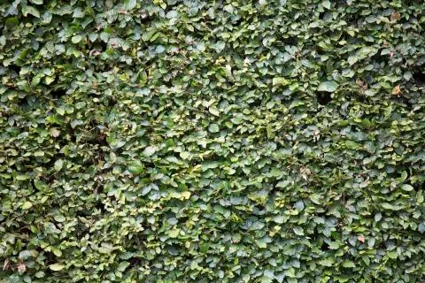 Textured background - Leafs 写真素材