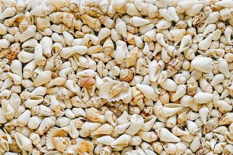 Textured background of many small seashells Stock Photos